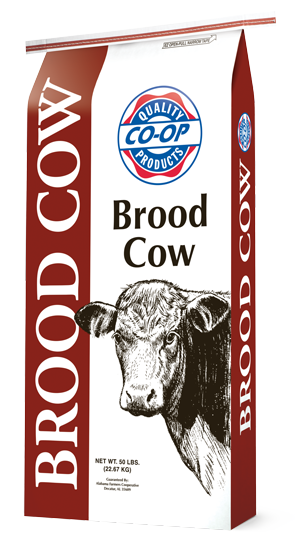 Brood Cow